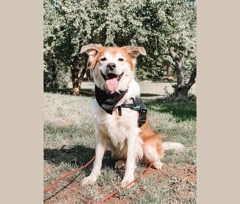 Beau, a Border Collie and Australian Cattle Dog mix tested with EmbarkVet.com