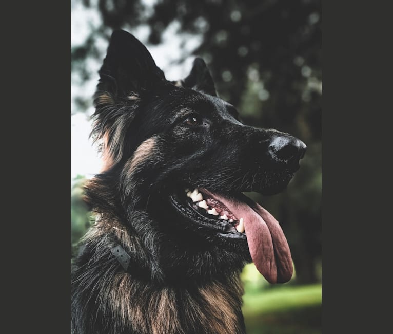 Nova, a German Shepherd Dog tested with EmbarkVet.com