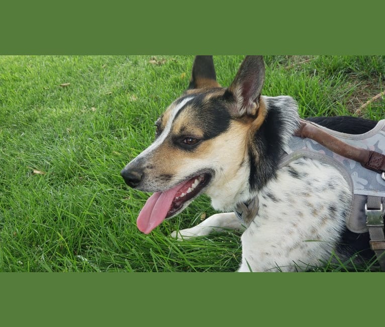 Rose, an Australian Cattle Dog and Australian Shepherd mix tested with EmbarkVet.com