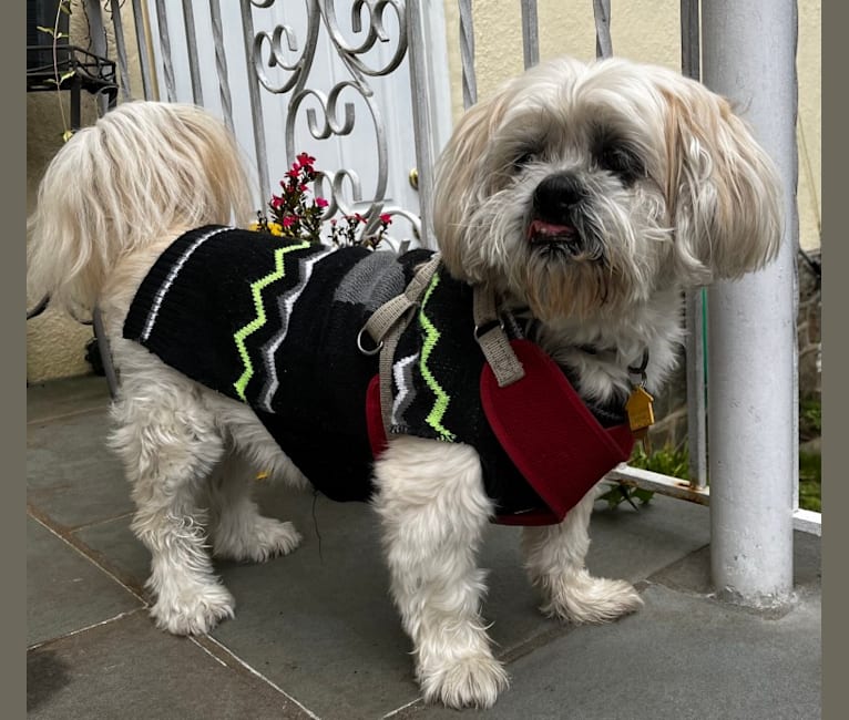 Nemo, a Lhasa Apso tested with EmbarkVet.com