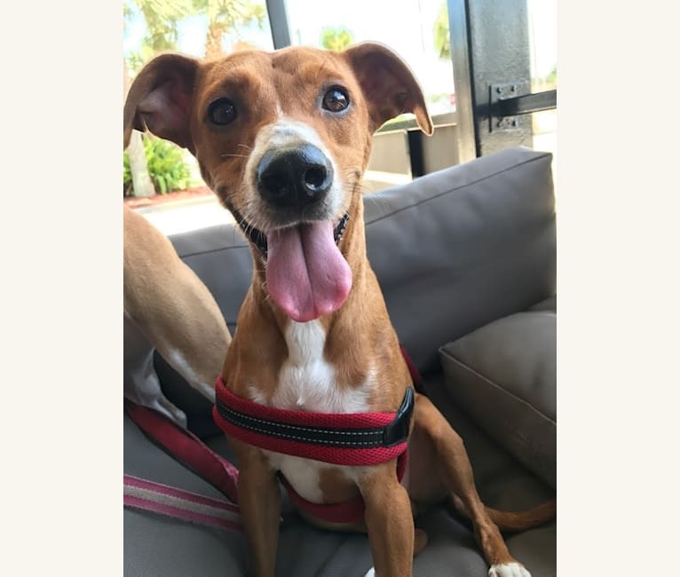 Earl Grey, a Rat Terrier and Rottweiler mix tested with EmbarkVet.com
