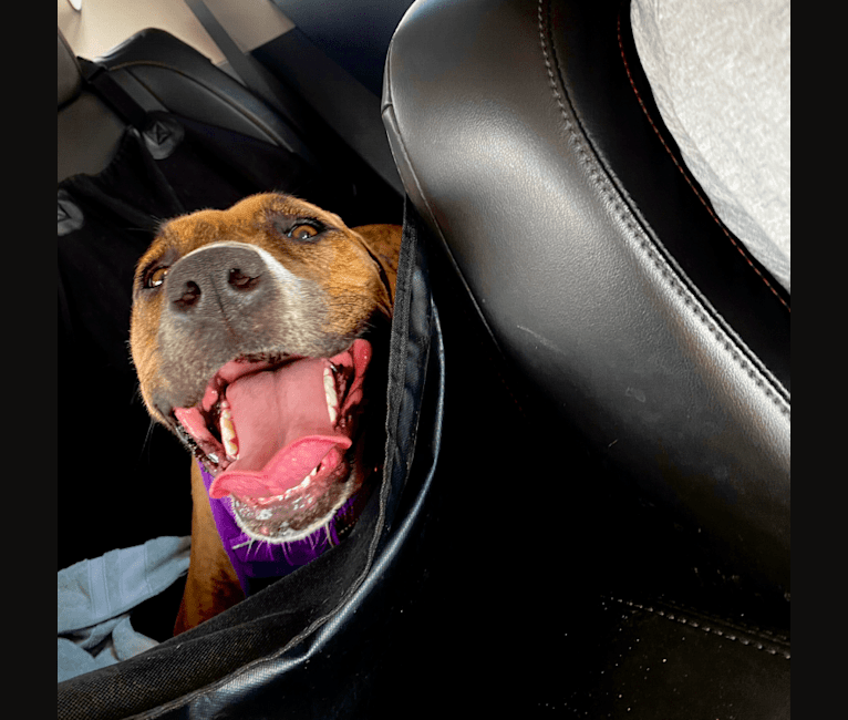 Lola, a Boxer and Labrador Retriever mix tested with EmbarkVet.com