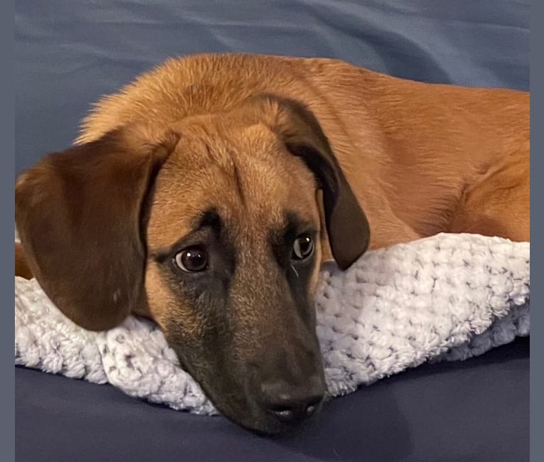 Beagle malinois mix best sale
