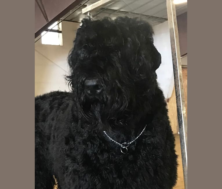 Greg, a Black Russian Terrier tested with EmbarkVet.com
