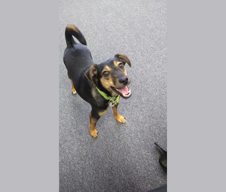 Black and tan deals mountain cur