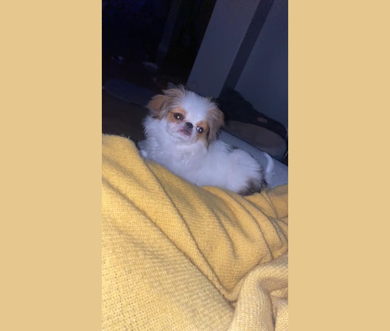 Lady, a Japanese Chin tested with EmbarkVet.com