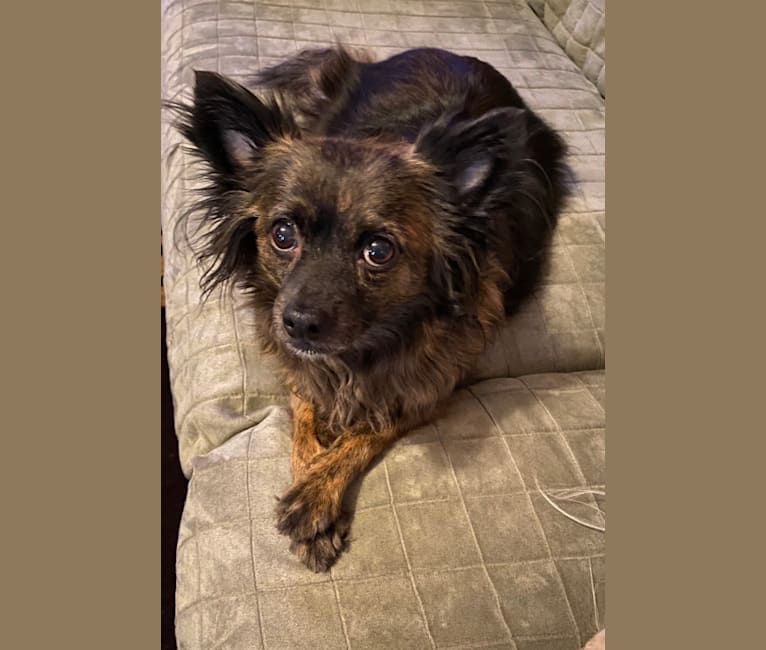 Photo of Frankie, a Pomchi (11.5% unresolved) in Virginia, USA