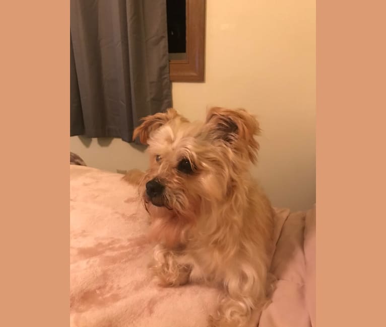 Bean, a Yorkshire Terrier and Bichon Frise mix tested with EmbarkVet.com