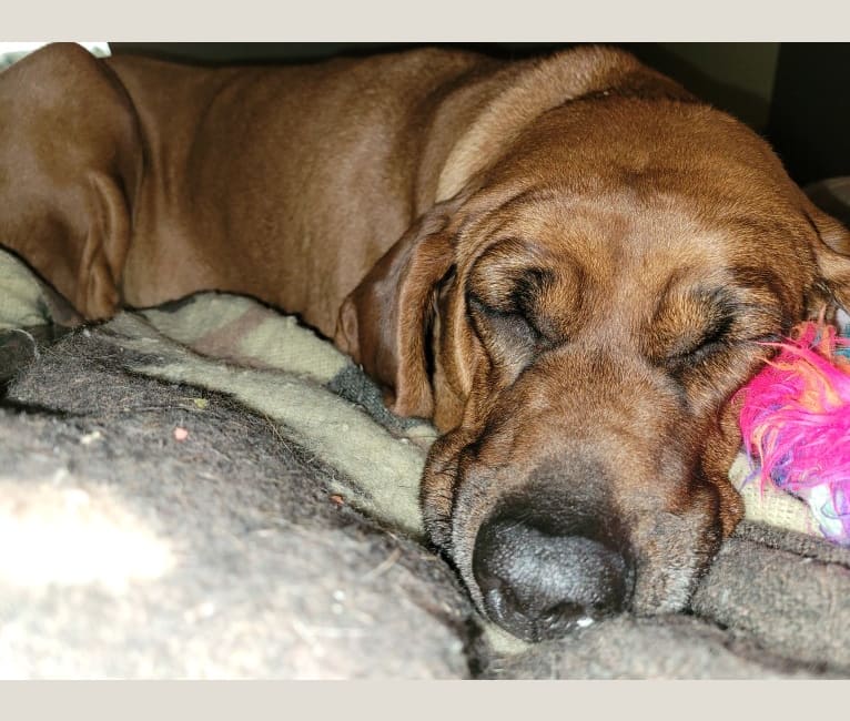 Scarlet Freya, a Redbone Coonhound tested with EmbarkVet.com