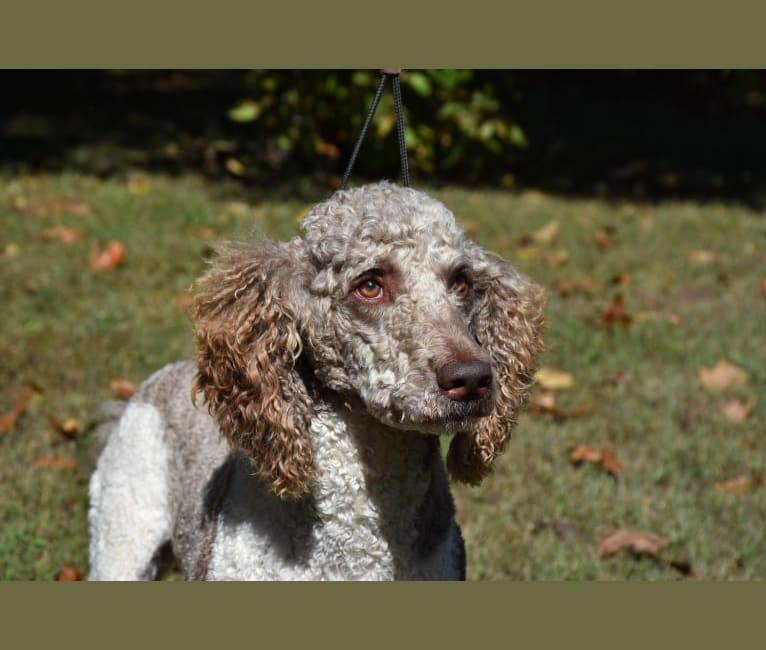 Bailey, a Poodle (Standard) tested with EmbarkVet.com