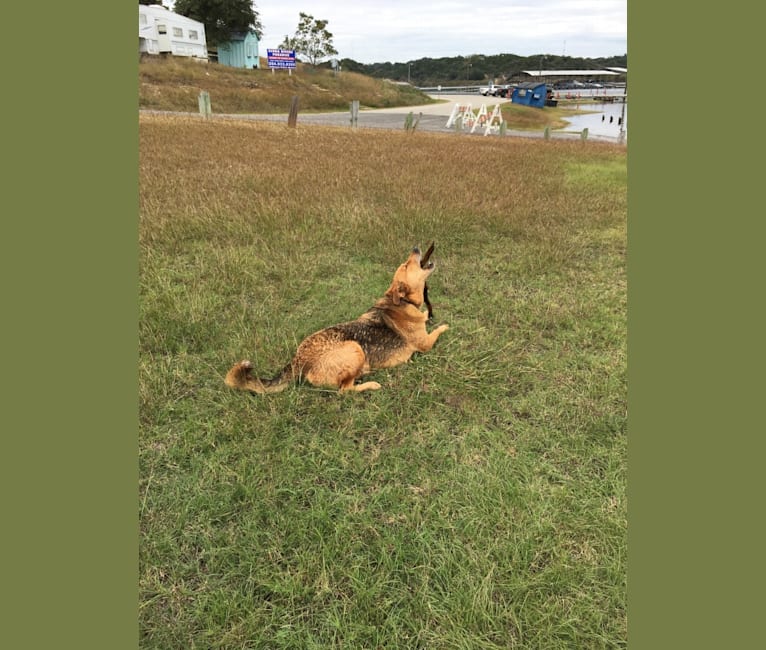 Rambo, a Labrador Retriever and Golden Retriever mix tested with EmbarkVet.com