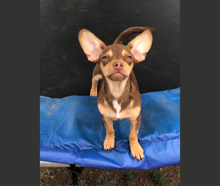 Ouija, a Chihuahua and Rat Terrier mix tested with EmbarkVet.com