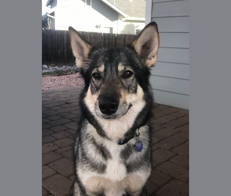 Kiera, an Alaskan-type Husky and German Shepherd Dog mix tested with EmbarkVet.com