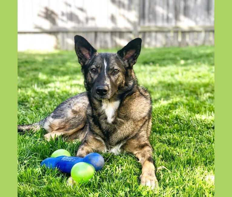 Norwegian elkhound mixed store with german shepherd