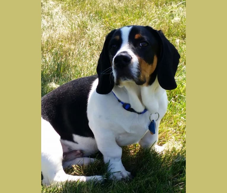 Buster, a Basset Hound and Boston Terrier mix tested with EmbarkVet.com