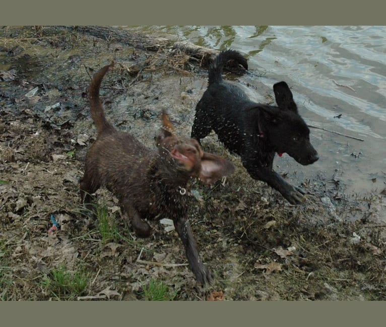 Timber, a Labrador Retriever and American Pit Bull Terrier mix tested with EmbarkVet.com