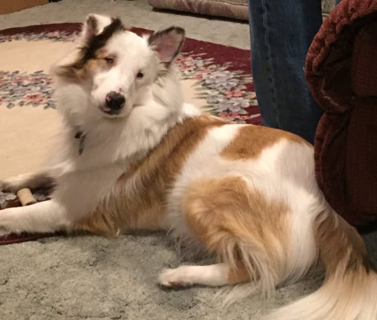 Embark Dog DNA Test Breed