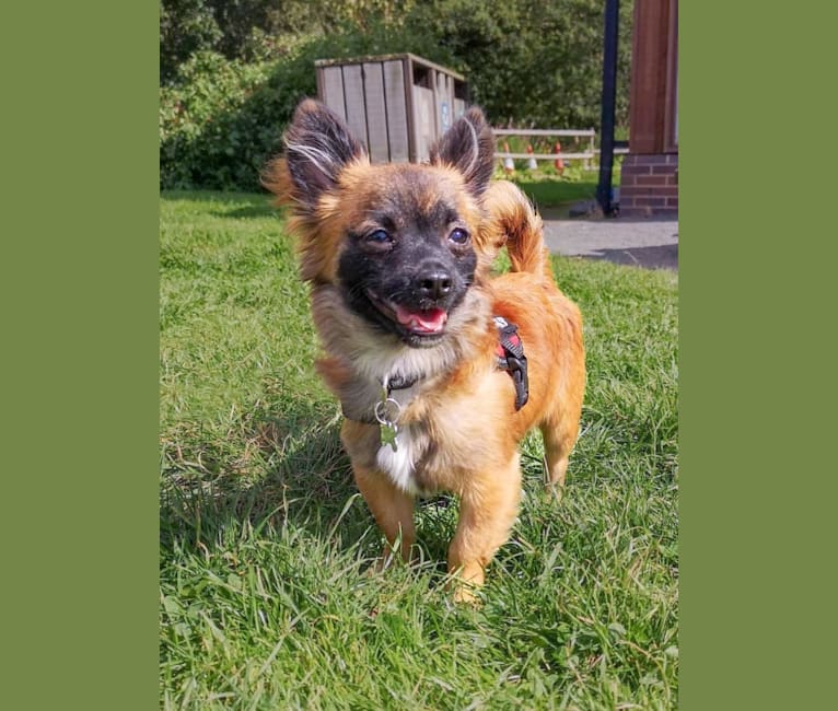 Rocket, a Chihuahua and Yorkshire Terrier mix tested with EmbarkVet.com