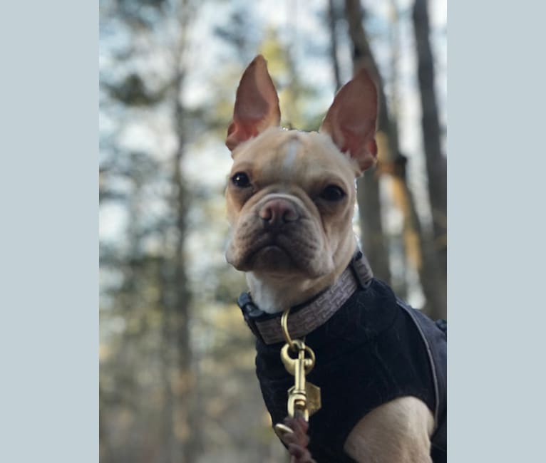 Photo of Otto, a Boston Terrier  in Gloucester, Massachusetts, USA