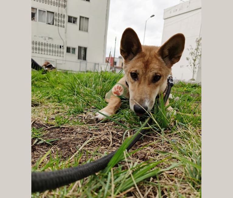Photo of Dingo, a Dingo  in Puebla, Puebla, México
