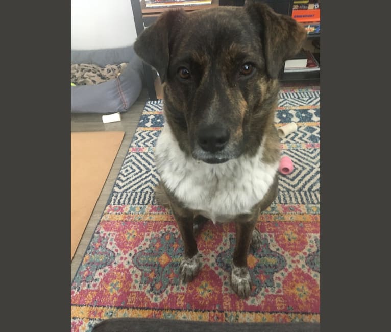 Minnow, a German Shepherd Dog and Great Pyrenees mix tested with EmbarkVet.com