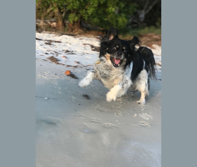 Gizmo, a Pekingese and Rat Terrier mix tested with EmbarkVet.com
