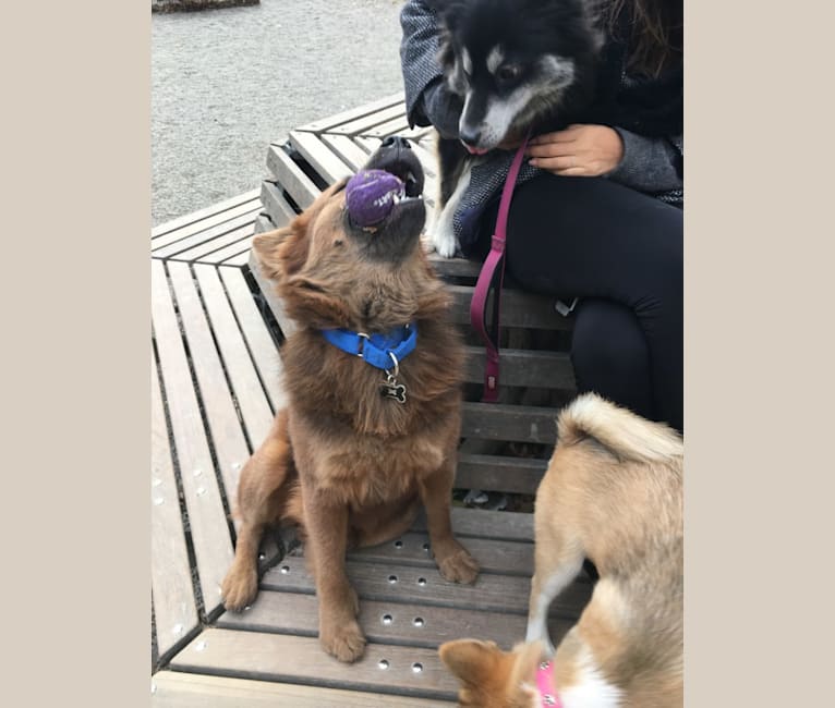 Photo of Rex, a Chow Chow, Rottweiler, American Pit Bull Terrier, and Mixed mix in New York, New York, USA