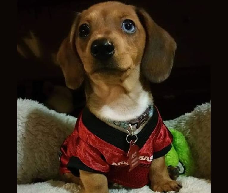 Casey, a Dachshund tested with EmbarkVet.com