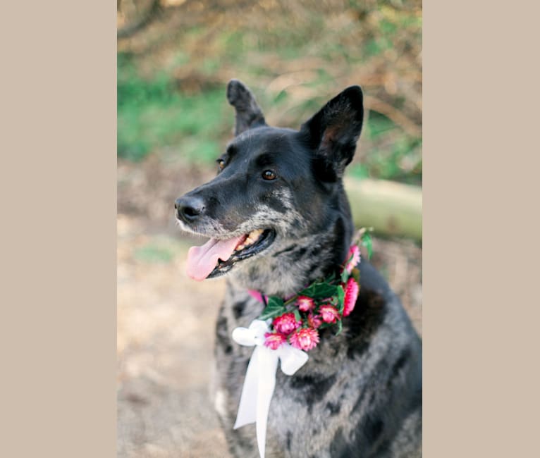 Lizzy, a Great Dane and German Shepherd Dog mix tested with EmbarkVet.com