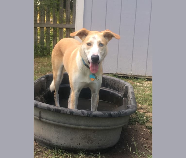 Skye, an American Foxhound and Alaskan Malamute mix tested with EmbarkVet.com