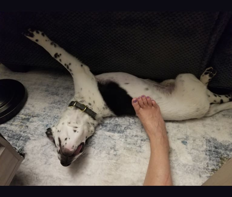 Rorschach, a Labrador Retriever and German Shepherd Dog mix tested with EmbarkVet.com