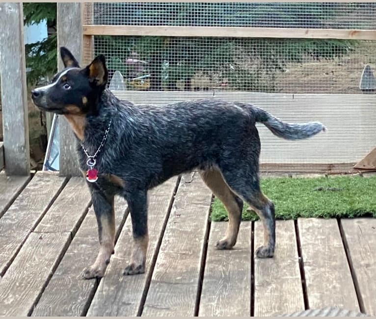 Banx, an Australian Cattle Dog tested with EmbarkVet.com