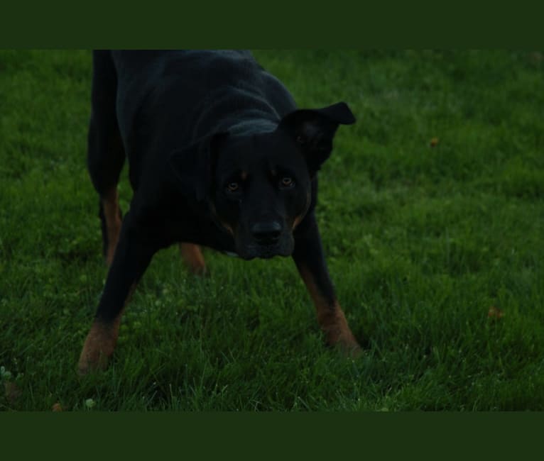 Bojack, a Boxer and Border Collie mix tested with EmbarkVet.com