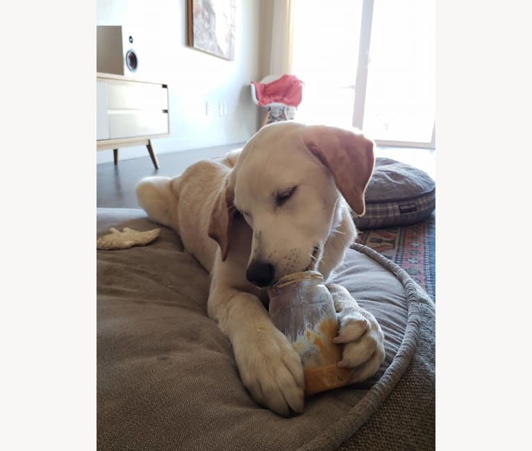 Eddie, a Labrador Retriever and Siberian Husky mix tested with EmbarkVet.com