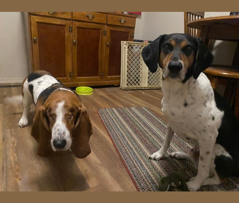 Embark Dog DNA Test Breed