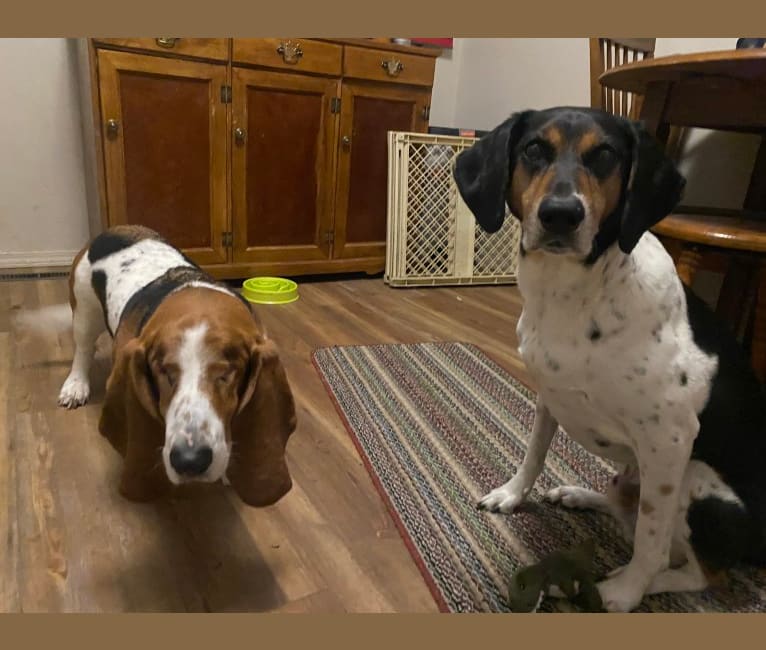 Wilby, a German Shorthaired Pointer and Beagle mix tested with EmbarkVet.com