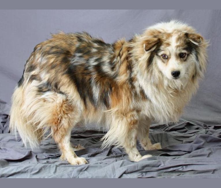 Mini australian eskimo full grown sale