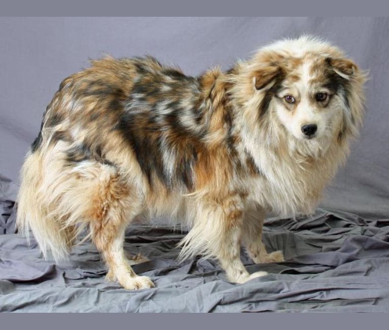 Lois, an American Eskimo Dog and Australian Shepherd mix tested with EmbarkVet.com