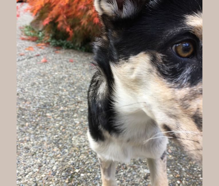 KAYDA, a Border Collie and Alaskan Malamute mix tested with EmbarkVet.com