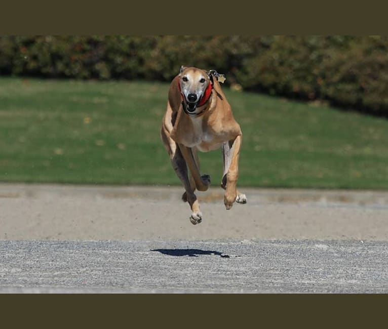 Blaze, a Greyhound tested with EmbarkVet.com