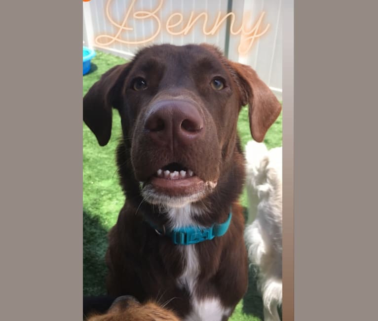Benny, a Labrador Retriever and American Pit Bull Terrier mix tested with EmbarkVet.com