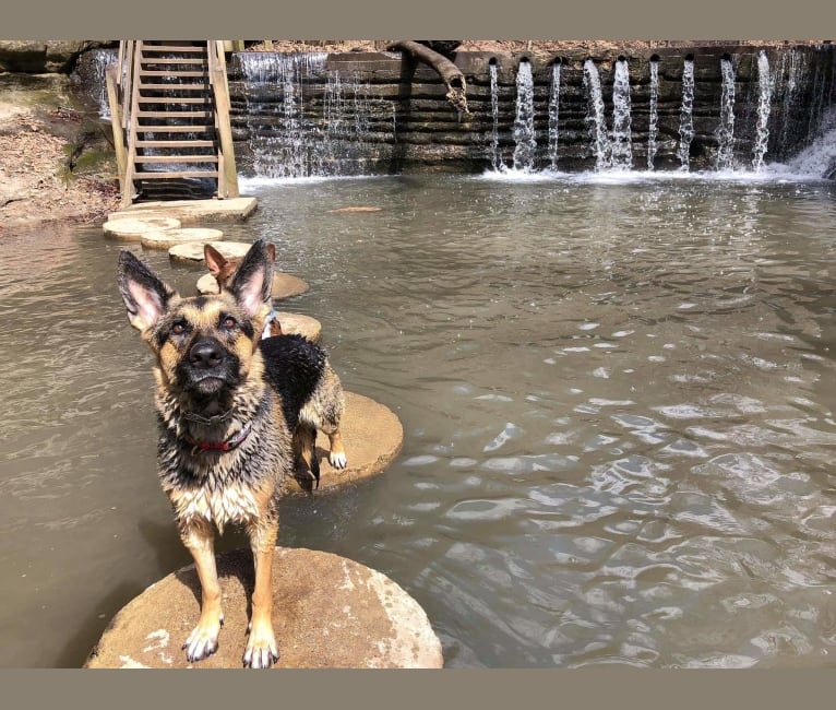 Photo of Ava Lynch, a German Shepherd Dog  in Indiana, USA