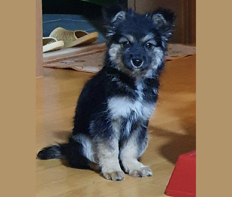 German shepherd x shih tzu hotsell