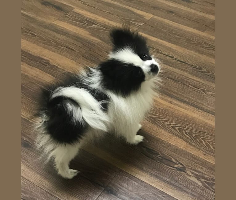 Panda “Po”, a Pomeranian tested with EmbarkVet.com