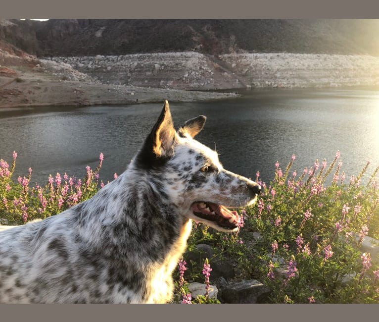 Dux, an Australian Cattle Dog and Border Collie mix tested with EmbarkVet.com