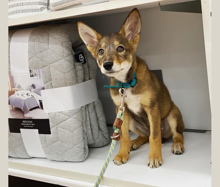 Cilantro, a Border Collie and Coyote mix tested with EmbarkVet.com