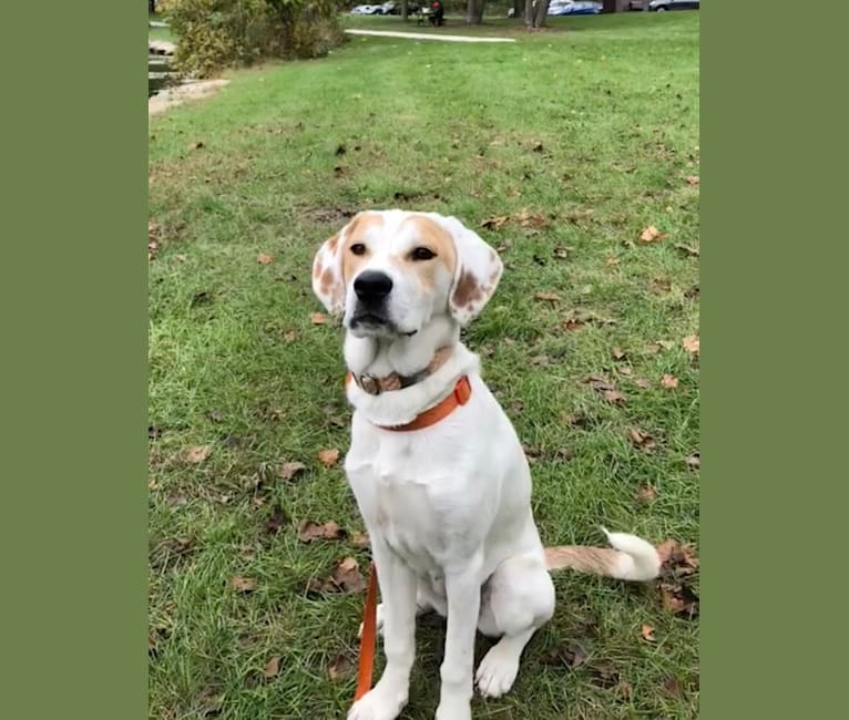 Fiona, a Great Pyrenees and American Pit Bull Terrier mix tested with EmbarkVet.com