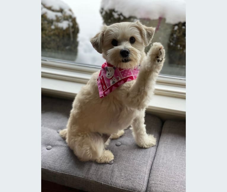 Photo of Louis Jay, a Pomeranian, Yorkshire Terrier, and Miniature Schnauzer mix in Grand Blanc, Michigan, USA