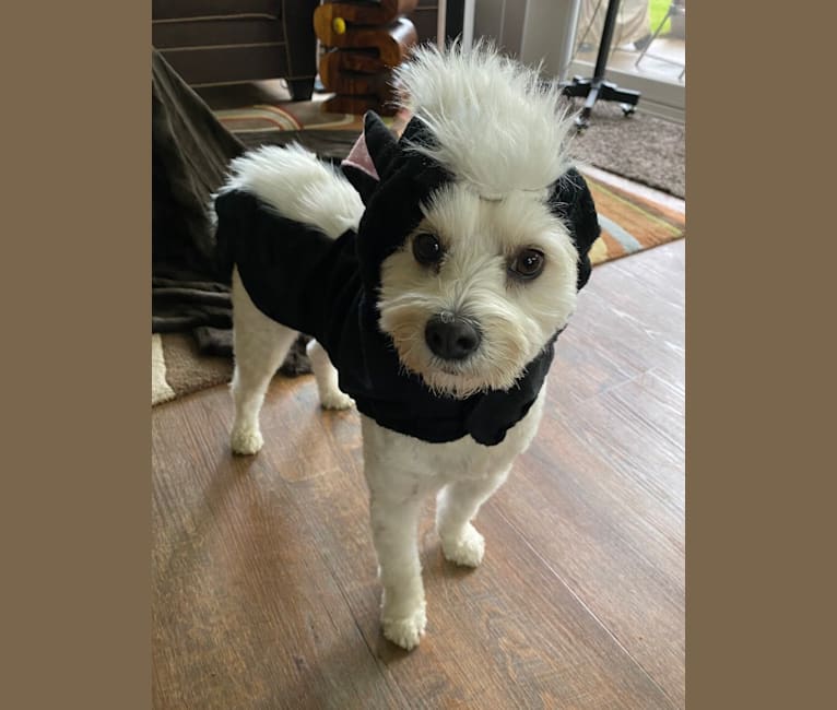 Louis Jay, a Pomeranian and Yorkshire Terrier mix tested with EmbarkVet.com