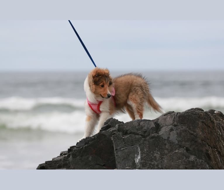 Rainy, a Shetland Sheepdog tested with EmbarkVet.com